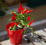close-up-red-flower-pot-table_1048944-6140809 - Газета Восход