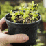 gardening-concept-with-female-hands - Газета Восход